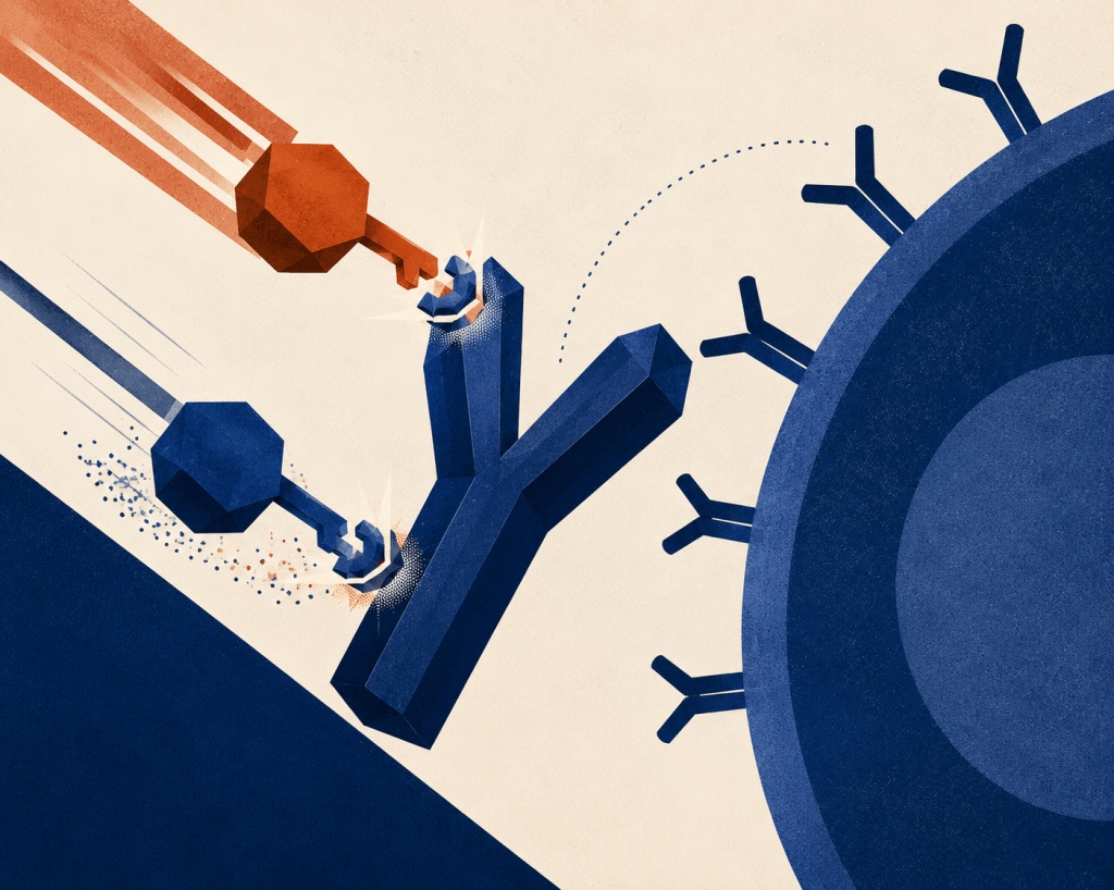 Modern editorial-style illustration showing a Y-shaped Trutakna (atacicept) fusion protein intercepting BAFF and APRIL signaling molecules before they reach an immune cell, illustrating its mechanism of action in IgA nephropathy.